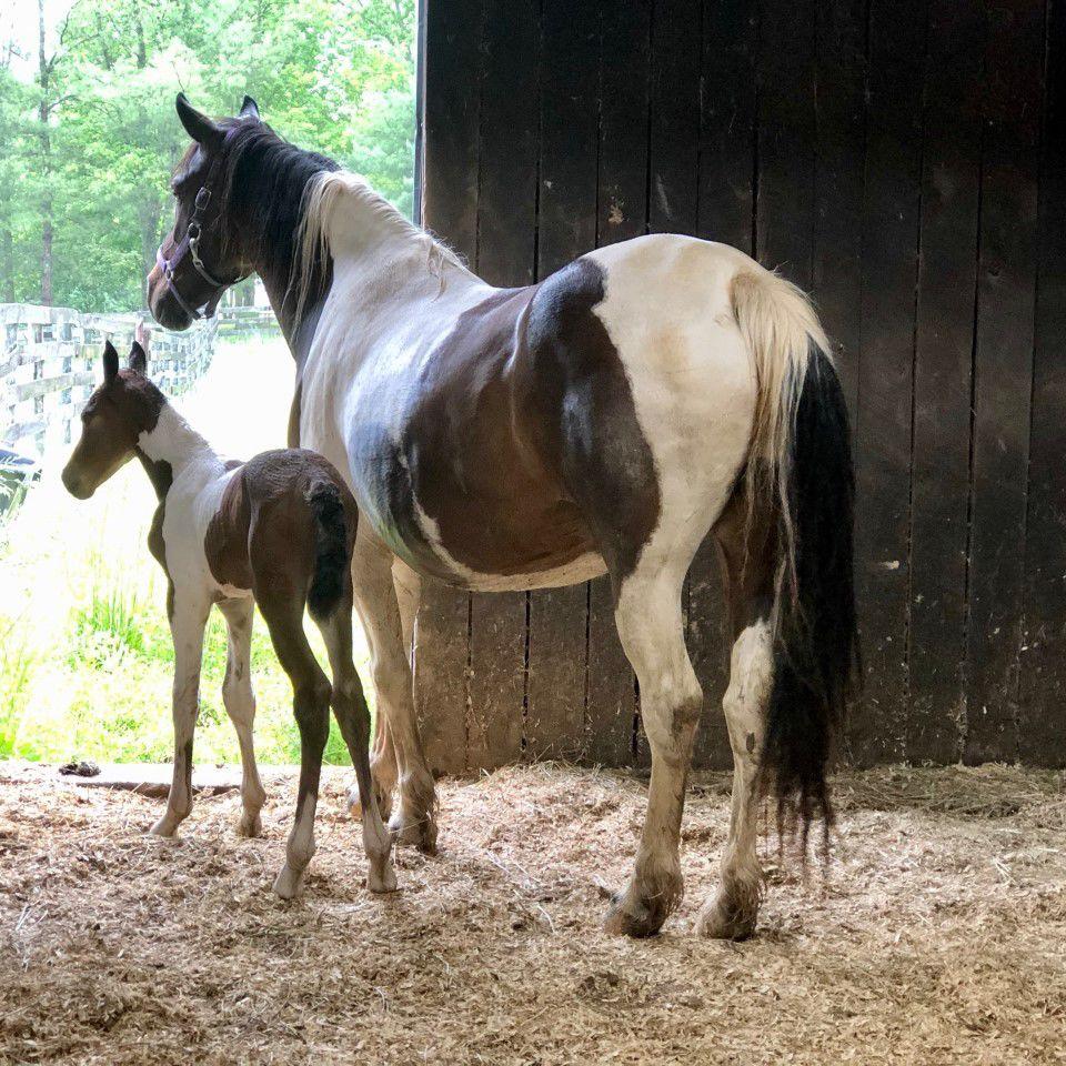 Horse Hope with as-yet unnamed colt